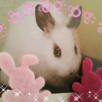 らびぃ(@hinano0101) 's Twitter Profile Photo
