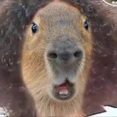 O que é o meme da capivara e o novo lançamento da Usare - Blog Usare Design  - design antimonotonia