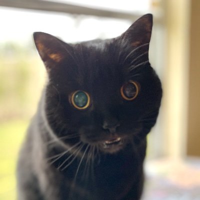 BestCatArwyn Profile Picture