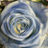 SakuraLineKS's profile image