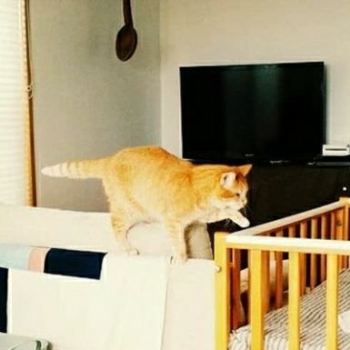 Arimoromoro 花束みたいな恋をした に出てくる黒猫 バロン 最初テリー ギリアムかと思ってしまった 猫の恩返し 耳をすませば のバロンなのね 猫の恩返し 観たことないや 観よ Arimoromoro 花束みたいな恋をした に出てくる黒猫 バロン 最初テリー ギリアムかと思ってしまった 猫の恩返し 耳をすませば のバロンなのね 猫の恩返し 観たことないや 観よ