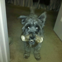 Bryce Haynes - @BryceVegas - Twitter