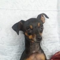 auxiliar de almoxarifado no Instituto Banana Preta (@b_cantankerous) 's Twitter Profile