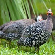 BefongaVictor's profile picture. Ma façon de voir les choses