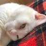 ko_ma_desu's profile picture. 幸運とノリと勢いで生きてる。化学徒