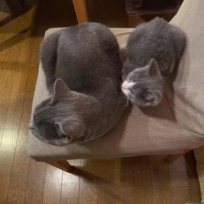 ゆぱママ お兄ちゃんにヨシヨシされてるみとฅ W ฅご満悦な顔 ブリティッシュショートヘアー 猫 猫動画 ハチワレ 猫すたぐらむ 仲良し兄弟猫 Love グレー猫 Britishshorthair Britishshorthairkitten Cat Lovelycat Graycat T Co ゆぱママ お兄ちゃんにヨシヨシされてるみとฅ W ฅご満悦な顔 ブリティッシュショートヘアー 猫 猫動画 ハチワレ 猫すたぐらむ 仲良し兄弟猫 Love グレー猫 Britishshorthair Britishshorthairkitten Cat Lovelycat Graycat T Co