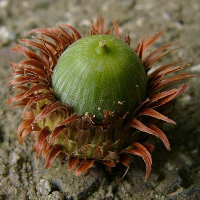 自然の野の花や樹木（ブナ科多め）、シダなどを投稿しています。家内と福岡で2人暮らし。体調不良のため投稿する写真の多くは過去に撮り溜めたものとなりますが、最近少しながら活動再開しています✨淡水魚・セミ・ボウリング✨無言フォロー・ フォローバックお許しください🙇‍♂️