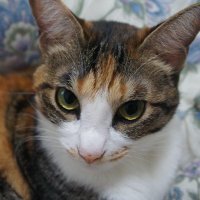 三毛猫さん♡いちご大福 美人さん♡三毛猫 いちこちゃん」千葉県 - 猫の里親募集(525869