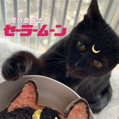 ヘブバンをのんびりまったりと遊んでる猫さんです。他にもガデテル、このファン、グラブル、ダンメモ、プリコネなどやっております。猫を15匹飼ってますのでよく猫の画像をあげております！基本無言フォローですがお許しください！