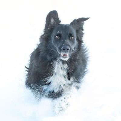 LueursAnimales's profile picture. Photographe animalier à Colmar en Alsace, spécialiste chiens et animaux de compagnie.
https://t.co/9M6K9CDIJ1