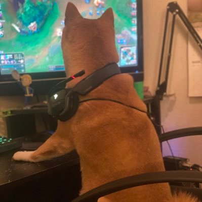 iHazDainBramage's profile picture. Don't listen to what I have to say, it'll make you stupider. Chico Wildcat and ordained minister. Like Sendai I'm just a pile of garbage. #Rule6