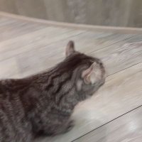 めめめ (@memem_r10) 's Twitter Profile