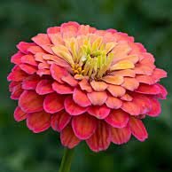 alicitabrennan's profile picture. Supervising Producer, Four Corners, ABC. All views are my own. Retweets not endorsements.| PGP 1A3F 65B8 00C3 21B9 E803  7C67 9D42 CF29 057B D94E