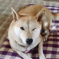 π―π΅γγ (@7g0kv1hrcnyc1jh) 's Twitter Profile