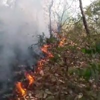 Save Aarey (@aareyspeaks) 's Twitter Profile