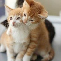 Warton Alban (@albanwarton) 's Twitter Profile