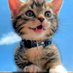 Cat Fun🐱 (@catdiscover) Twitter profile photo Cat Fun🐱 (@catdiscover) Twitter profile photo
