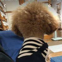 らーちゃん (@pmbl55r1xp0voqb) 's Twitter Profile