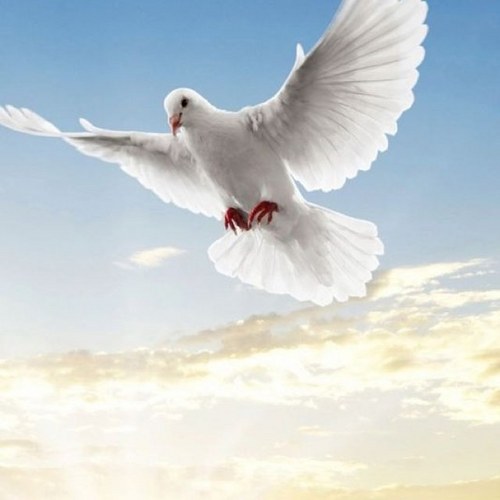 Ghadeer_FF's profile picture. 