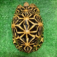 AMADEUS ~Tortoise Farm & Shop ~ (@amadeus0084) 's Twitter Profile Photo AMADEUS ~Tortoise Farm & Shop ~ (@amadeus0084) 's Twitter Profile Photo