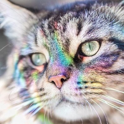 prysmfirecat's profile picture. meow
