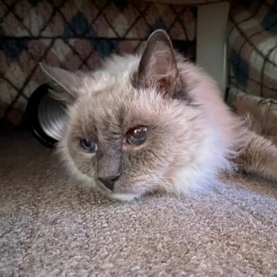 s_ree06's profile picture. 36歳。刀剣乱舞、文学、猫、文房具、最近ヒプマイを知った、伝統（郷土）芸能で三味線弾いて歌ってるタイプの人。中の人はちゃんといます。是非ともよろしくお願いしません。 R7年3月転職済マン。R3/1/30〜R4/9/23 #ポコ婆 #鯨旅ログ