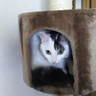 rikorisu620's profile picture. 