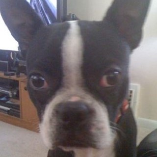 batshitzcrzy's profile picture. Oh, I was suspose to write something here?