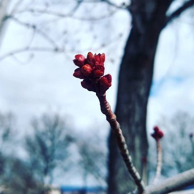 kendracheeseman's profile picture. Master LandArch, researcher of microclimate and accessible built environments. 
Learning, living, and knitting.