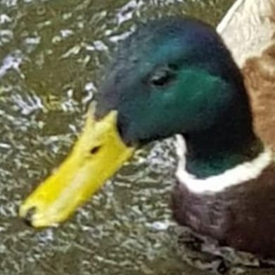 duck do quack