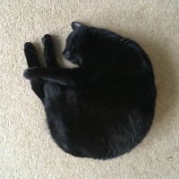 Anouk Lang (@a_e_lang) 's Twitter Profile