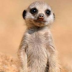 eikkuzaiCSGO's profile picture. Creator of @smokeboken