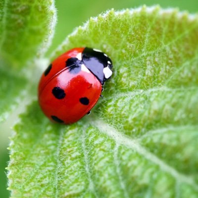 OezguerYalcin's profile picture. Philosophy, public health
Perspectives on #SARSCoV2, #COVID19, and #vaccines