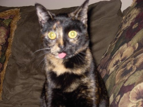 soledivita's profile picture. 