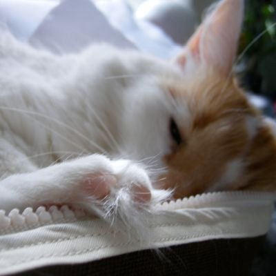 curryjolokia's profile picture. reliably unreliable. 🔞 Old (35+). Panfandom. Proship. Writer. Be kind.
💥🧨bkg ♧☘💎1412♤🔥🔺️fotia♡🔥🌋ta jolokia◇💎✂️rarity♧❣🤖roidmude 002♤🗡♅ten'ou♡ ❄🎶elsa