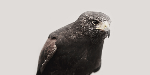 SimpleNYC1's profile picture. NYC Creative Director / Visual Designer