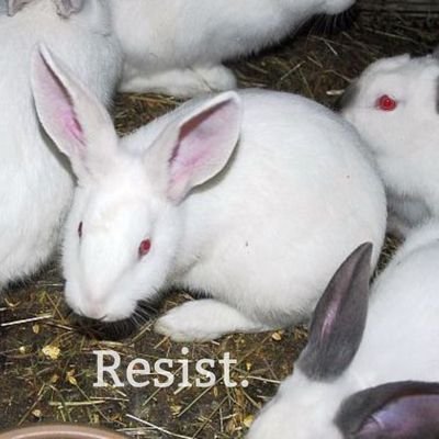 Grassroots campaign group to oppose rabbit farming in the UK and worldwide.