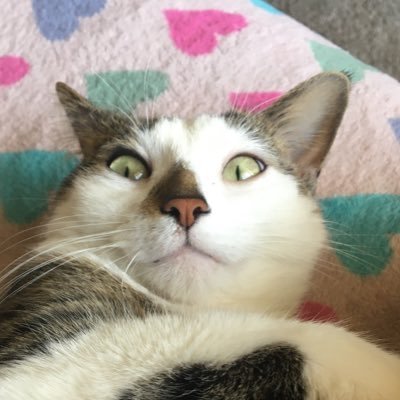 darseas's profile picture. i retweet funny cats and fanart of things i like + ART @darseasides