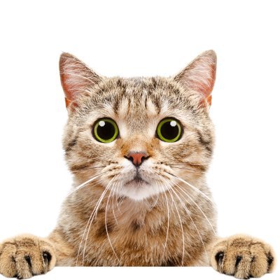 ang0gna's profile picture. 
