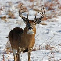 Hunting club (@huntingclub4) 's Twitter Profile