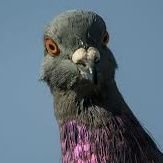 pigeonさんのプロフィール画像
