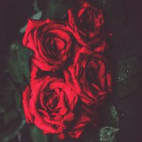 Kam (@haalaven) 's Twitter Profile