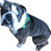Bogart the Bulldog (@bogartbulldog) Twitter profile photo Bogart the Bulldog (@bogartbulldog) Twitter profile photo