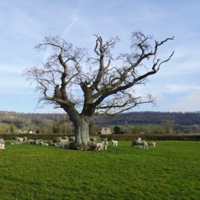cotswoldyear Profile Picture