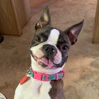 Kim Thurman (@mtnkatkim) 's Twitter Profile