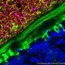 The Sonnenburg Lab (@labsonnenburg) Twitter profile photo The Sonnenburg Lab (@labsonnenburg) Twitter profile photo