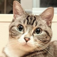 動物つぶやき動画まとめ (@animalmovie1) Twitter profile photo