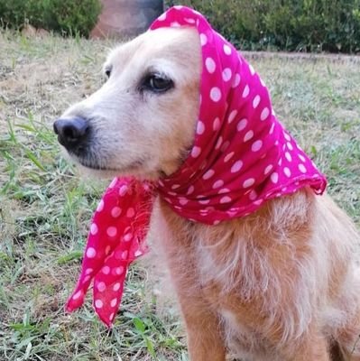 🐾 CAZADORA DE TENDENCIAS 🐾   by LOLA 🐩  la grandeza de una nación se puede medir por el trato que se le da a los animales ( GANDHI)