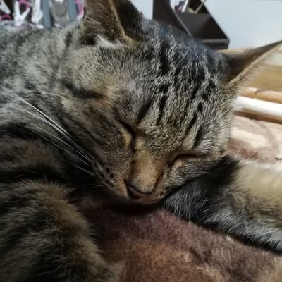 mirror_gamin's profile picture. ゲームと楽器好き。
ピアノ / バイオリンを趣味で触ってる
バイオリンは初心者やけど