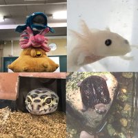 🐟時習館SSH生物部🦎 (@jishuu_seibutu) 's Twitter Profile